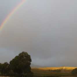 Rainbow at Pewsey Vale vineyard in the Eden Valley in Australia.