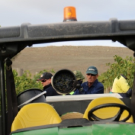Workers at the Jeffrey Grosset Gaia vineyard in the Clare Valley Australia harvest cabernet sauvignon grapes.