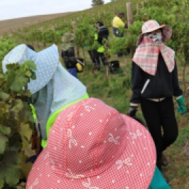 Workers harvesting at Grosset Gaia vineyard.