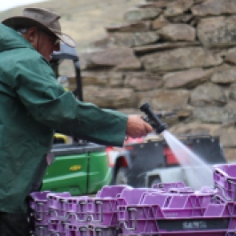 Cleaning purple crates at the Felton Road winery in New Zealand.