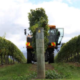 A large machine harvester vehicle collects grapes at the Saint Clair vineyards in Marlborough New Zealand.