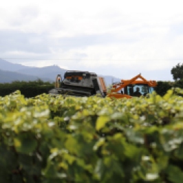 A large harvester works the vines at the Saint Clair vineyards in Marlborough New Zealand.