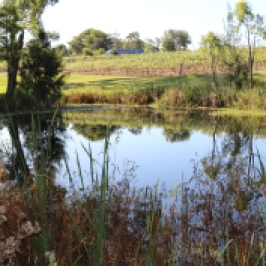 Lake at Audrey Wilkinson Wines in Hunter Valley Australia.