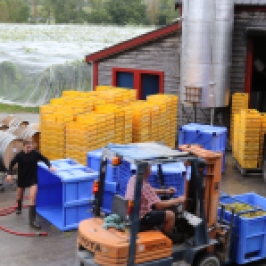 Staff busy at work in the Neudorf winery in New Zealand.
