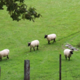 Sheep at Neudorf vineyards in New Zealand.