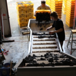 Sorting grapes at Neudorf winery in Nelson New Zealand.