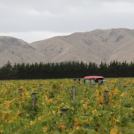 Escarpment vineyard at Martinborough in New Zealand.