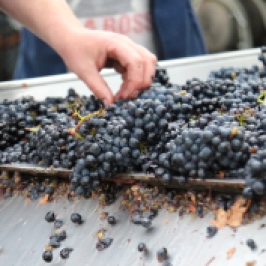 Pinot Noir on the sorting table at Escarpment in Martinborough New Zealand.