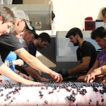 Te Mata staff checking grapes at the winery sorting table in New Zealand.