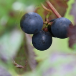 Malbec grapes at Millton Vineyards in New Zealand.