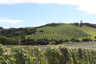 View of a Te Motu vineyard on Waiheke Island in New Zealand.