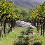 A huge rock in the vineyard at Bodega Colome in the Salta region of Argentina.