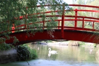 A white swan swims underneath a red bridge at Pegasus Bay in New Zealand.