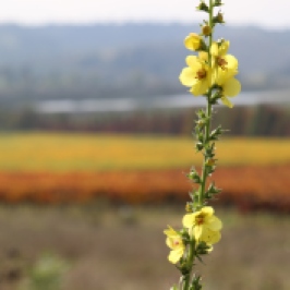 A yellow flower contrasts against the colourful vineyards at the Kingston Family Vineyards in the Chilean Casablanca Valley.