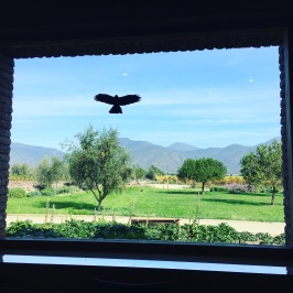 View from the cellar door at Emiliana in the Casablanca Valley in Chile.